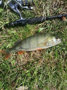European Perch