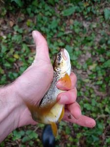 Brown Trout