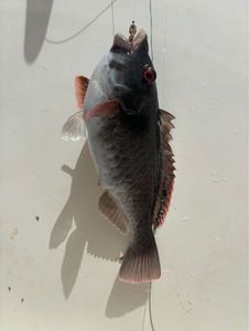 Common Bream