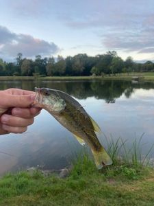 Largemouth Bass