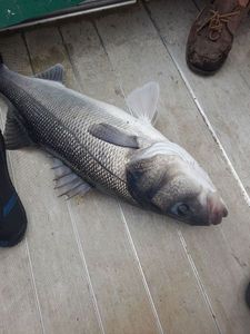 European Bass (Seabass)