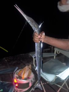 Garfish
