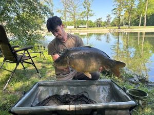 Mirror Carp