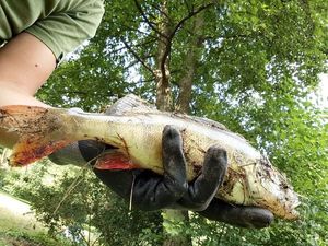 European Perch
