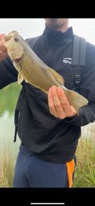 Largemouth Bass