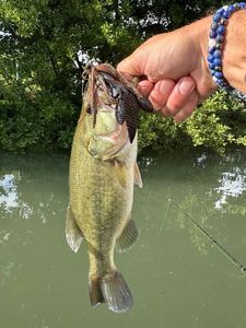 Largemouth Bass