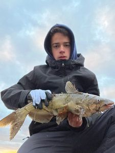 Channel Catfish