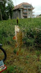 European Perch