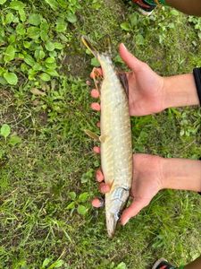 Northern Pike