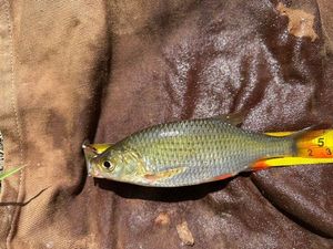 Roach