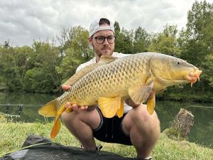 Common Carp