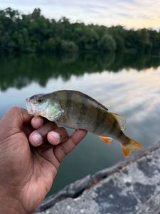 European Perch