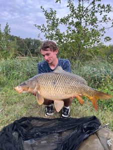 Common Carp