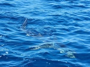 Blue Shark