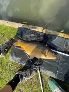 Mirror Carp