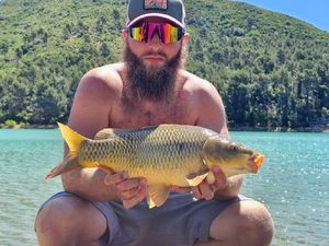 Common Carp