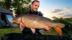 Common Carp