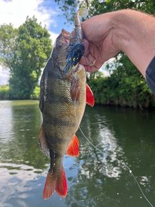 European Perch