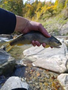 Brown Trout