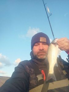 European Bass (Seabass)