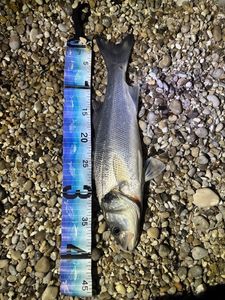 European Bass (Seabass)