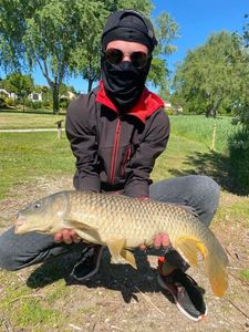 Common Carp