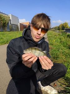 European Perch