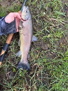 Brown Trout