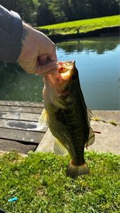 Largemouth Bass