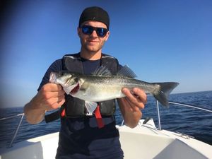 European Bass (Seabass)