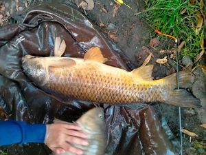 Koï Fish