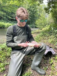 Brown Trout