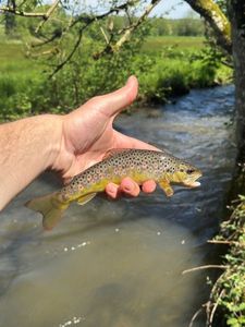 Brown Trout
