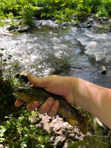 Brown Trout