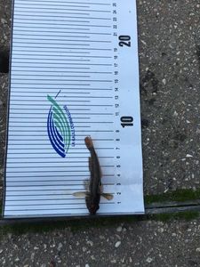 Round Goby