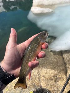 Brook Trout