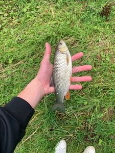 Chub