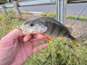European Perch