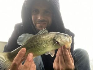 Largemouth Bass