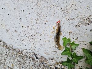 Round Goby