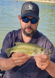 Largemouth Bass