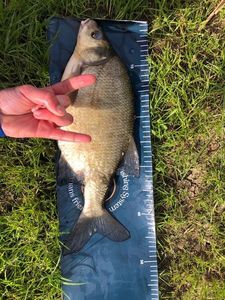White bream