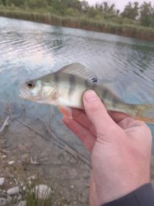 European Perch