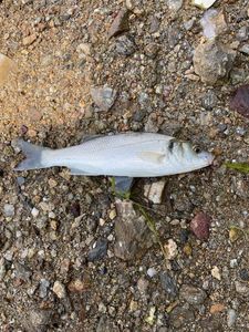 European Bass (Seabass)
