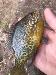 Green Sunfish