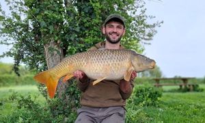 Common Carp