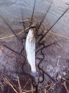 Rainbow Trout