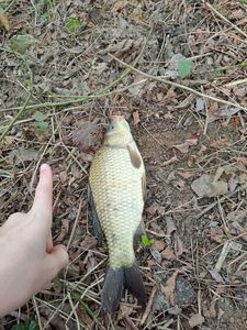Common Bream