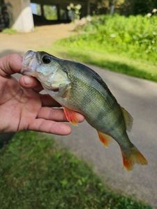 European Perch