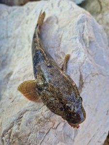 Giant Goby